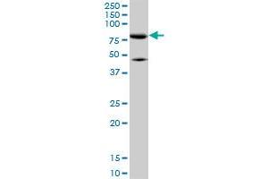 MFN2 monoclonal antibody (M01), clone 6A8. (MFN2 Antikörper  (AA 661-757))