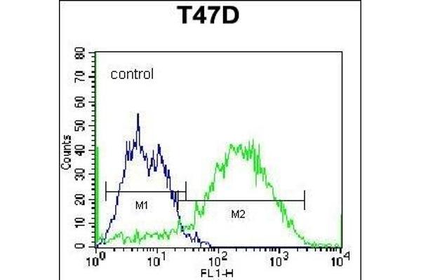 Syndecan 1 antibody  (C-Term)