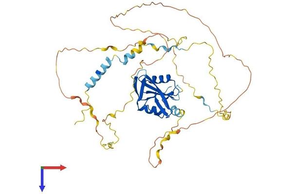 B-Cell Linker Protein (BLNK) (AA 1-457) (His tag)