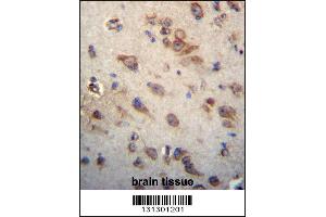 CKAP4 Antibody immunohistochemistry analysis in formalin fixed and paraffin embedded human brain tissue followed by peroxidase conjugation of the secondary antibody and DAB staining. (CKAP4 Antikörper  (C-Term))