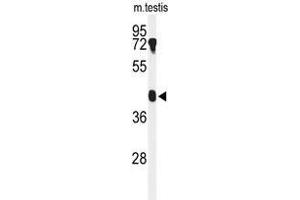 Western blot analysis of B4GALT2 Antibody (C-term) in mouse testis tissue lysates (35µg/lane). (B4GALT2 Antikörper  (C-Term))