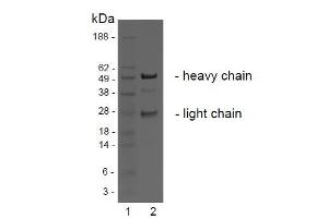 SDS-PAGE analysis of purified BBX-1H1 monoclonal antibody.