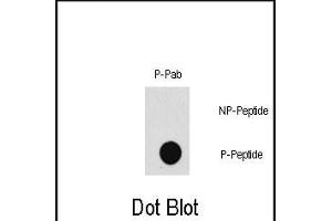 Dot blot analysis of Phospho-P3K7- polyclonal antibody (Cat. (MAP3K7 Antikörper  (pThr187))
