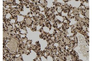 ABIN6277116 at 1/100 staining Rat lung tissue by IHC-P. (XRCC3 Antikörper  (N-Term))