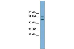 WB Suggested Anti-ACVR2B Antibody Titration:  0. (ACVR2B Antikörper  (Middle Region))