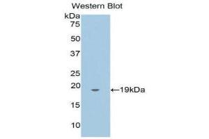 Western Blotting (WB) image for anti-Annexin A4 (ANXA4) (AA 3-156) antibody (ABIN1176331) (Annexin IV Antikörper  (AA 3-156))