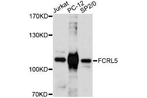 Western blot analysis of extracts of various cell lines, using FCRL5 antibody (ABIN6292859) at 1:3000 dilution. (FCRL5 Antikörper)