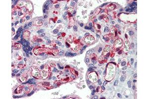 Anti-NOP56 / NOL5A antibody IHC of human placenta.