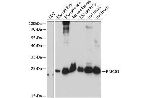 Western blot analysis of extracts of various cell lines, using RNF181 antibody (ABIN7270067) at 1:3000 dilution. (RNF181 Antikörper  (AA 1-153))