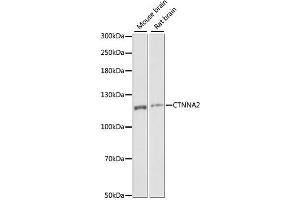 Western blot analysis of extracts of various cell lines, using CTNNA2 antibody (ABIN6292637) at 1:1000 dilution. (CTNNA2 Antikörper)