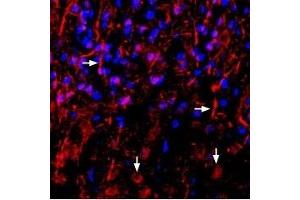 Expression of Neuregulin-1 in rat neocortex - Immunohistochemical staining of perfusion-fixed frozen rat brain sections using Anti-NRG1 (Neuregulin-1) (extracellular) Antibody (ABIN7043353, ABIN7044718 and ABIN7044719), (1:1000), followed by anti-rabbit-biotinylated antibody and streptavidin-Cy3 (red). (Neuregulin 1 Antikörper  (Extracellular, N-Term))