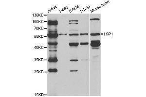 Western Blotting (WB) image for anti-Lymphocyte-Specific Protein 1 (LSP1) antibody (ABIN1876818) (LSP1 Antikörper)