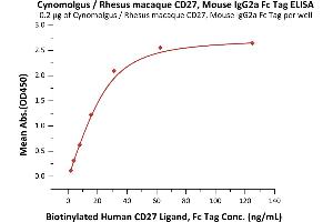 Immobilized Cynomolgus / Rhesus macaque CD27, Mouse IgG2a Fc Tag (ABIN5955004,ABIN6809979) at 2 μg/mL (100 μL/well) can bind Biotinylated Human CD27 Ligand, Fc Tag (ABIN5674589,ABIN6253685) with a linear range of 2-31 ng/mL (QC tested).