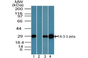 Image no. 1 for anti-14-3-3 zeta (YWHAZ) (AA 200-245) antibody (ABIN1491173) (14-3-3 zeta Antikörper  (AA 200-245))