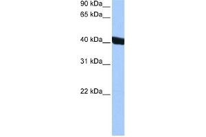 CHI3L1 antibody used at 0. (CHI3L1 Antikörper)