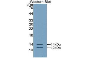 Western Blotting (WB) image for anti-Peptide YY (PYY) (AA 31-97) antibody (ABIN1860387)