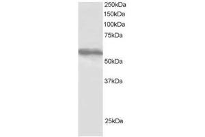Image no. 1 for anti-Tripartite Motif-containing 4 (TRIM4) (C-Term) antibody (ABIN374319) (TRIM4 Antikörper  (C-Term))