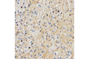 Immunohistochemistry (IHC) image for anti-Amyloid beta (A4) Precursor-Like Protein 2 (APLP2) antibody (ABIN1876643) (APLP2 Antikörper)