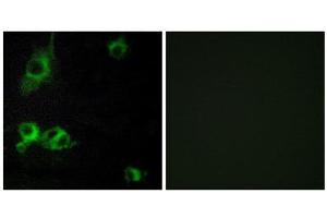 Immunofluorescence (IF) image for anti-Laminin, alpha 1 (LAMA1) (C-Term) antibody (ABIN1850442)