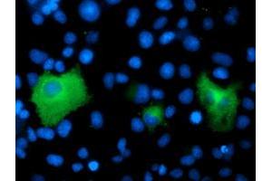 Immunofluorescence (IF) image for anti-Proteasome (Prosome, Macropain) 26S Subunit, Non-ATPase, 2 (PSMD2) antibody (ABIN1500480) (PSMD2 Antikörper)