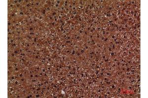 Immunohistochemistry (IHC) analysis of paraffin-embedded Mouse Liver, antibody was diluted at 1:100.
