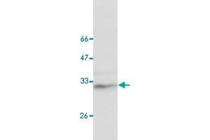 Western blot analysis of HEK293 whole cell lystae with STOM monoclonal antibody, clone 13  at 1:1000 dilution. (Stomatin Antikörper)