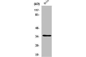 Western Blot analysis of HepG2 cells using Olfactory receptor 52A1 Polyclonal Antibody