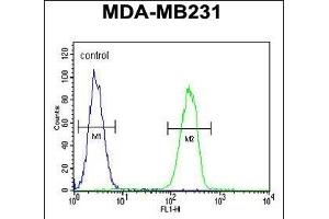 HPGD Antibody (C-term) (ABIN390765 and ABIN2841023) flow cytometric analysis of MDA-M cells (right histogram) compared to a negative control cell (left histogram). (HPGD Antikörper  (C-Term))