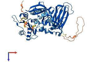 CYB5R4 Protein (AA 1-521) (His tag)