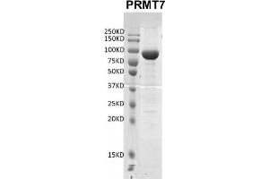 Western Blotting (WB) image for Protein Arginine Methyltransferase 7 (PRMT7) protein (DYKDDDDK Tag) (ABIN2669660)