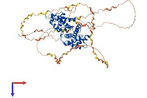 Cyclin K Protein (CCNK) (AA 1-554) (His tag)