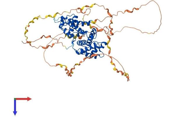 Cyclin K Protein (CCNK) (AA 1-554) (His tag)
