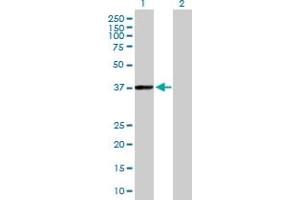 Western Blot analysis of PHYH expression in transfected 293T cell line by PHYH MaxPab polyclonal antibody. (PHYH Antikörper  (AA 1-338))