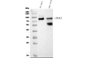 Western blot analysis of DDX4/MVH using anti-DDX4/MVH antibody (ABIN7601204).