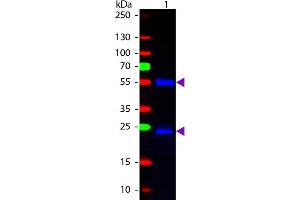 Western blot of Fluorescein conjugated Chicken Anti-Mouse IgG secondary antibody. (Huhn anti-Maus IgG (Heavy & Light Chain) Antikörper (FITC) - Preadsorbed)