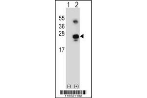 Western blot analysis of GADD45A using rabbit polyclonal GADD45A Antibody using 293 cell lysates (2 ug/lane) either nontransfected (Lane 1) or transiently transfected (Lane 2) with the GADD45A gene. (GADD45A Antikörper  (C-Term))