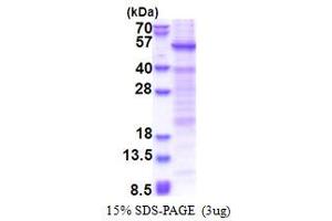 SDS-PAGE (SDS) image for Heat Shock Transcription Factor, Y-Linked 1 (HSFY1) (AA 1-401) protein (His tag) (ABIN5853436) (HSFY1 Protein (AA 1-401) (His tag))