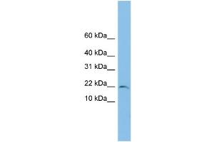 WB Suggested Anti-TRAPPC1 Antibody Titration: 0.