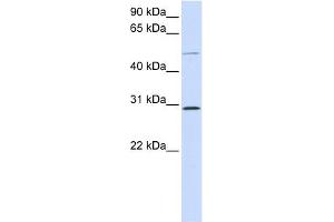PLA1A antibody used at 1 ug/ml to detect target protein. (PLA1A Antikörper  (Middle Region))