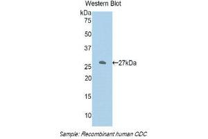 Western Blotting (WB) image for anti-Ornithine Decarboxylase 1 (ODC1) (AA 234-453) antibody (ABIN1860100) (ODC1 Antikörper  (AA 234-453))