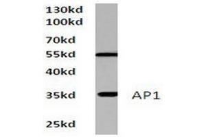 Image no. 1 for anti-Jun Proto-Oncogene (JUN) antibody (ABIN265351) (C-JUN Antikörper)