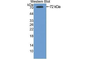 Western Blotting (WB) image for anti-Heat Shock 70kDa Protein 1B (HSPA1B) (AA 1-642) antibody (ABIN1078114)