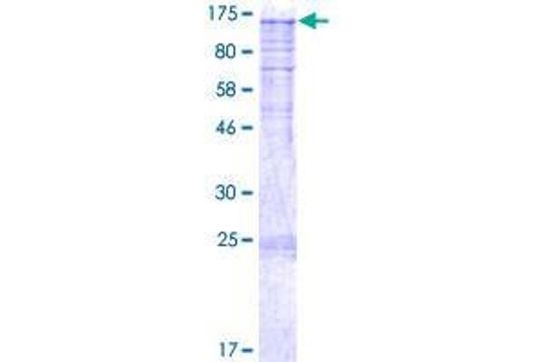 C11orf82 Protein (AA 1-998) (GST tag)