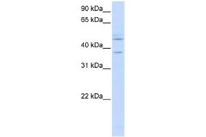 WB Suggested Anti-RFC3 Antibody Titration:  0. (RFC3 Antikörper  (C-Term))