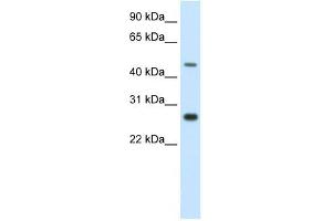 SPZ1 antibody (20R-1158) used at 0. (SPZ1 Antikörper  (C-Term))