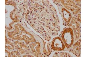 IHC image of ABIN7170398 diluted at 1:640 and staining in paraffin-embedded human kidney tissue performed on a Leica BondTM system. (SNX5 Antikörper  (AA 7-245))