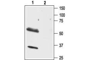 Western blot analysis of rat brain lysate:1.