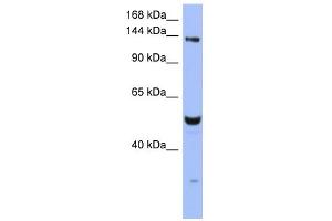 WB Suggested Anti-MSH6 Antibody Titration:  0. (MSH6 Antikörper  (N-Term))