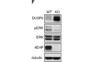 Depletion of 4EHP expression affects cell proliferation, survival, and ERK1/2 phosphorylation. (EIF4E2 Antikörper)