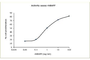 The activity is determined by dose-dependent response of proliferation Anti IgG M stimulated B cell from Human PBMC. (BAFF Protein (AA 4-285) (His tag))